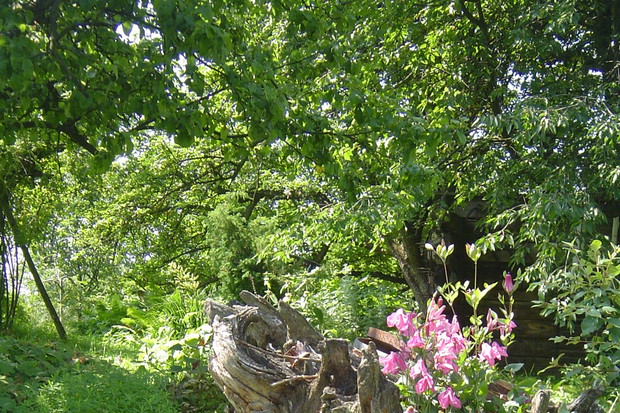 clematis całolistny na pniu