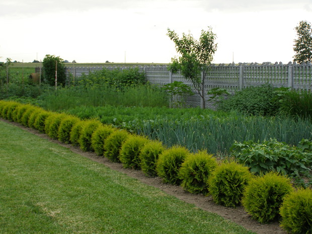 Coś dla zdrowia, czyli ekologiczny ogródek warzywny:)