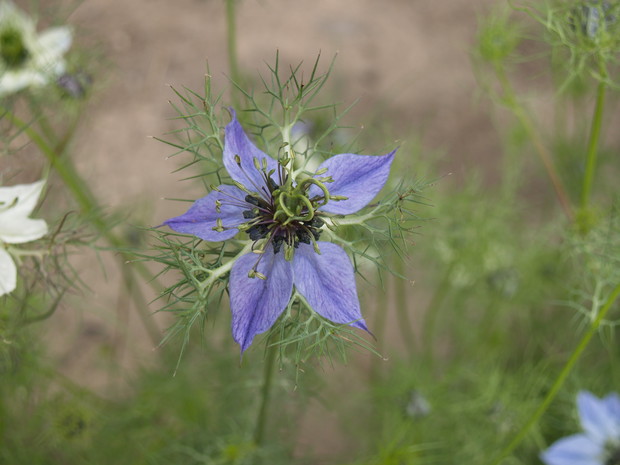 Czarnuszka damasceńska to prawdziwa błękitna dama w moim ogródku.
