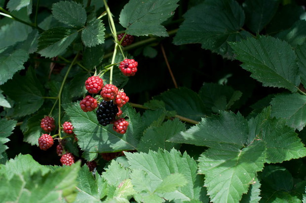 czernice na zimę mrozimy