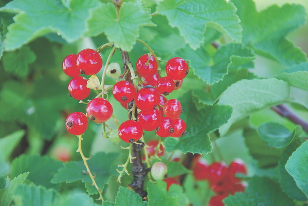 Czerwone porzeczki lubią preferują żyzną, gliniasto-piaszczystą ziemię.