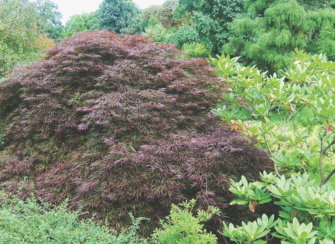 Dalekowschodni styl wymaga odpowiednich nasadzeń, np. klonów palmowych.