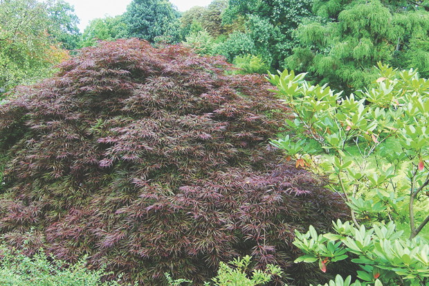 Dalekowschodni styl wymaga odpowiednich nasadzeń, np. klonów palmowych.