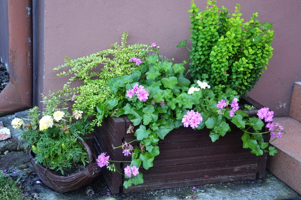 Donica z pelargoniami przy schodach wejściowych do domu.