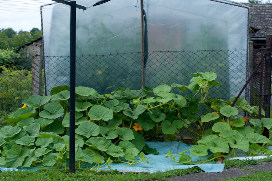 dynia puszczona na trawnik