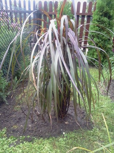 Dziś dokupiłam czarną trawę , nie mogłam jej się oprzeć co tak mi się podoba .