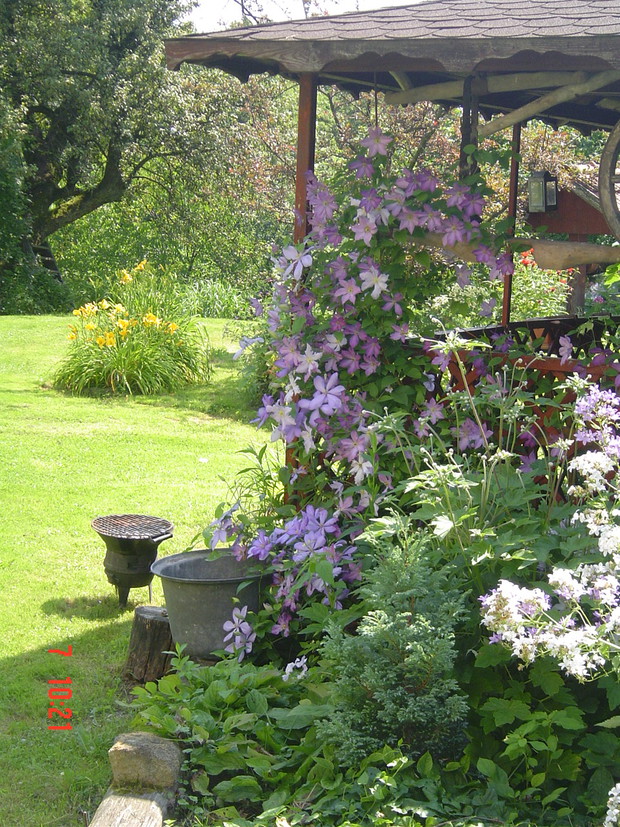 Dzwonki kremowe przy altance