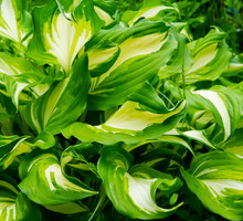 Funkia jest najpopularniejszą byliną o ozdobnych liściach