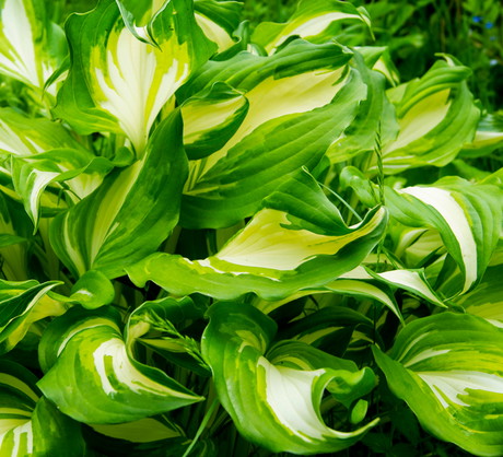 Funkia jest najpopularniejszą byliną o ozdobnych liściach