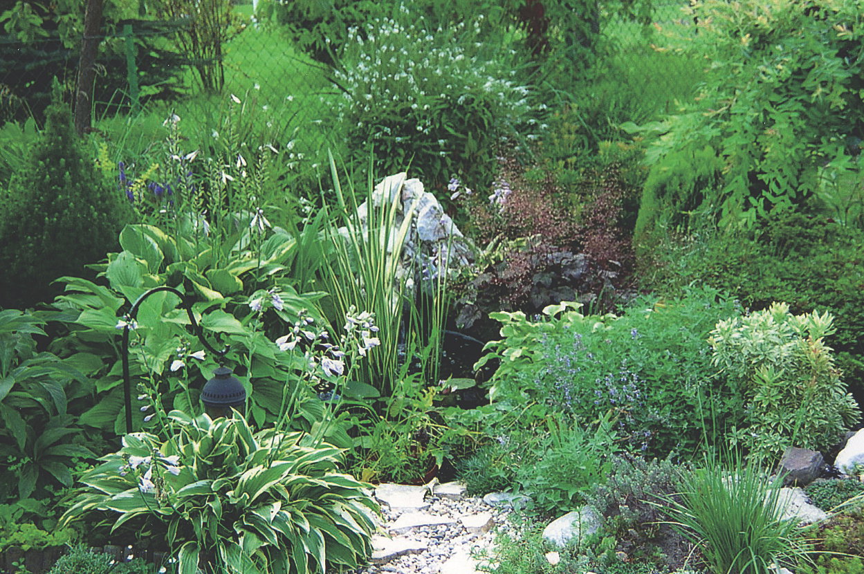 Funkie dobrze czują się w nasadzeniach blisko oczka wodnego.