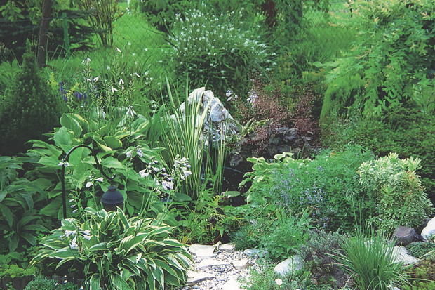 Funkie dobrze czują się w nasadzeniach blisko oczka wodnego.