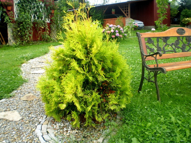 Gdy jesienią zabraknie kolorów przy ławeczce zostanie żółta piękność