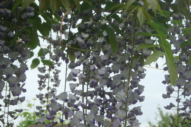 Glicynia bardzo się postarała w tym roku