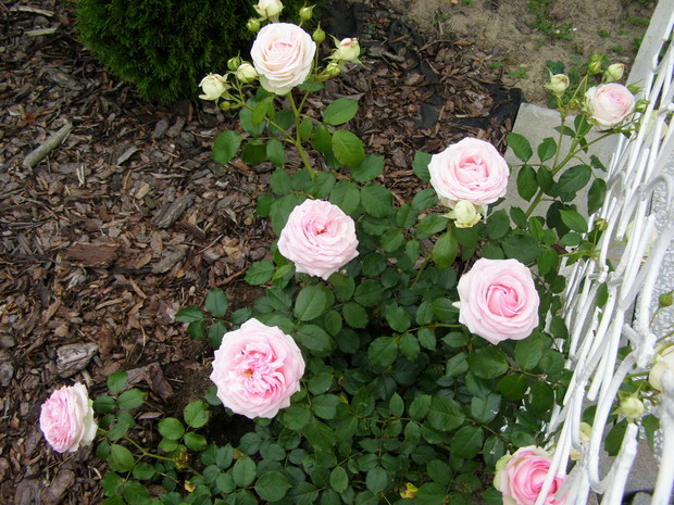 Golden Rose  w przybliżeniu.