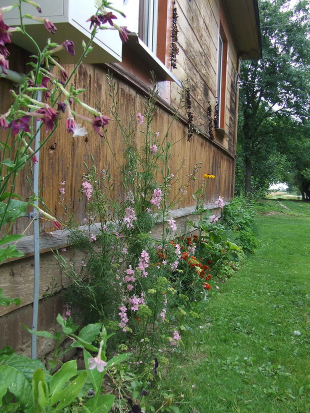 Grzyby lubią opalać się w słońcu .... i ten zapach suszonych grzybków ahhh... 
