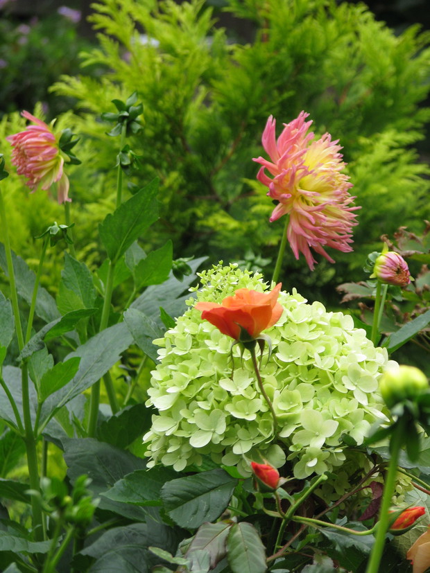 Hortensja Limelight otoczona daliami i różą parkową Westerland.