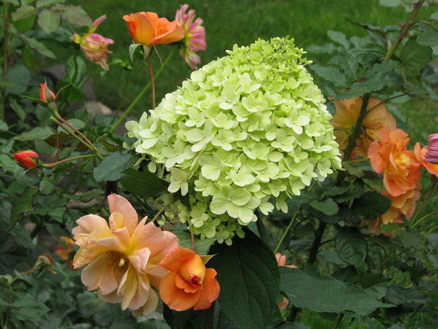 Hortensja Limelight w pełnej krasie, pomiędzy pomarańczowymi płatkami róży Westerland.