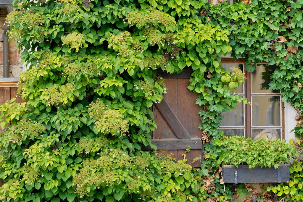 Hortensja pnąca zdjęcia