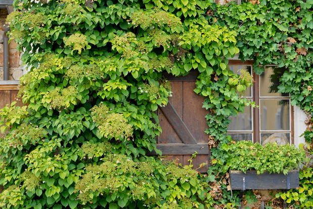 Hortensja pnąca zdjęcia
