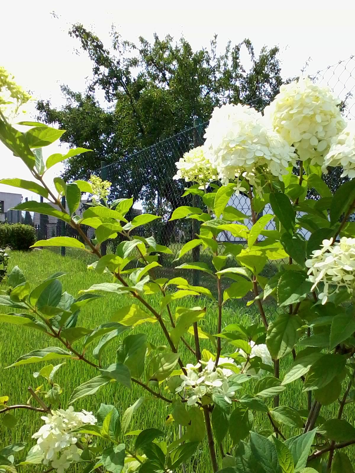 Hortensja posadzona w tym roku od razu zakwitła!