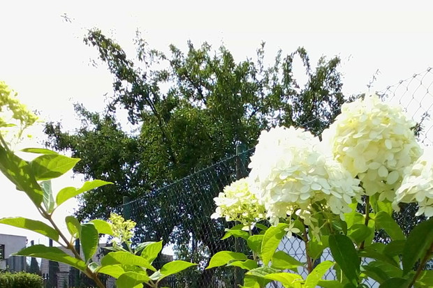 Hortensja posadzona w tym roku od razu zakwitła!