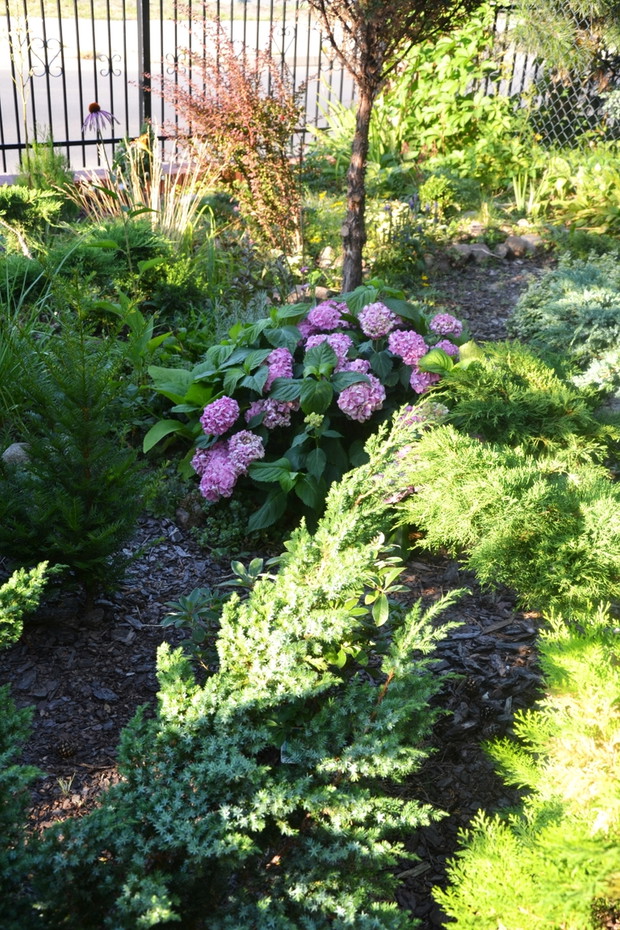 Hortensja z iglakami w przedogródku. 
