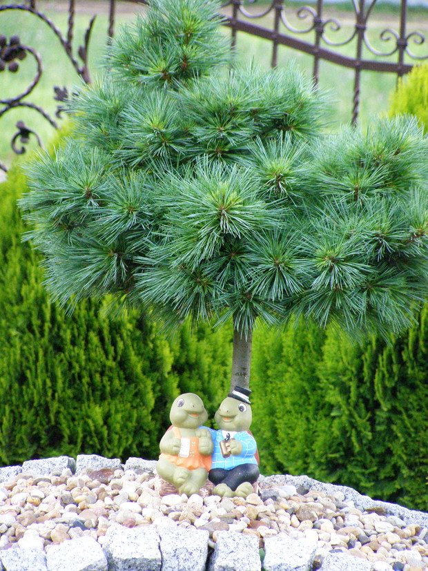 I pod miniaturową sosenką znajdzie się cień:)