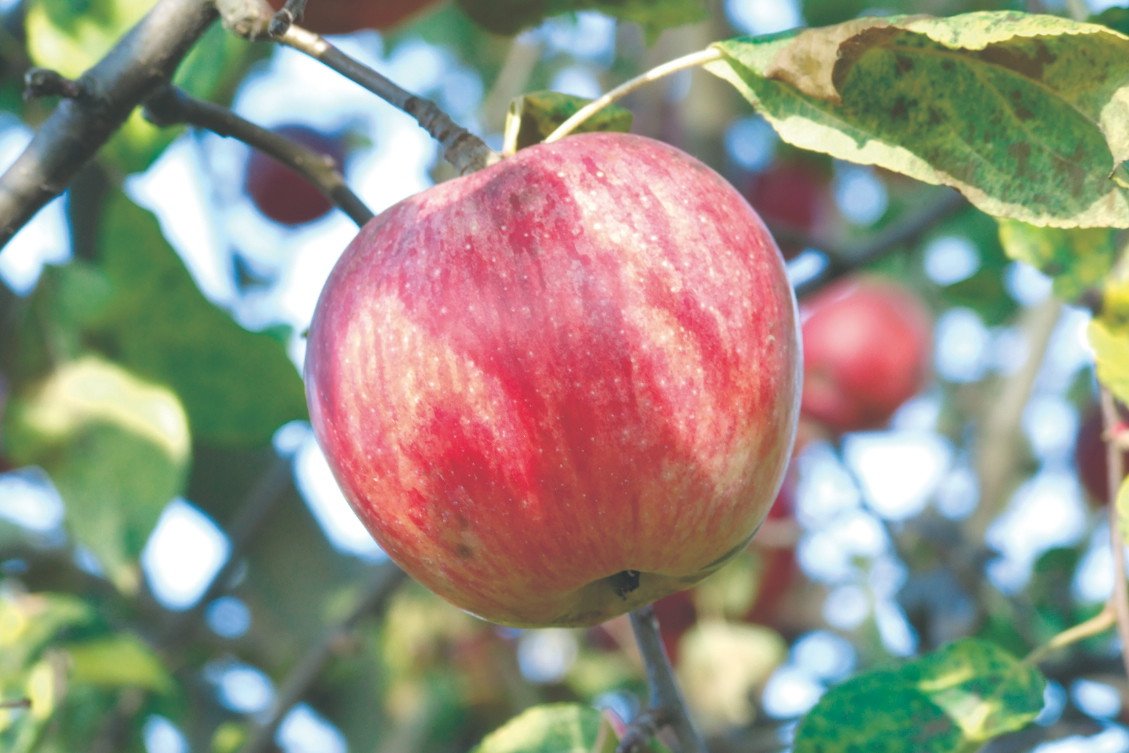 Jabłonie rodzą dorodne owoce.