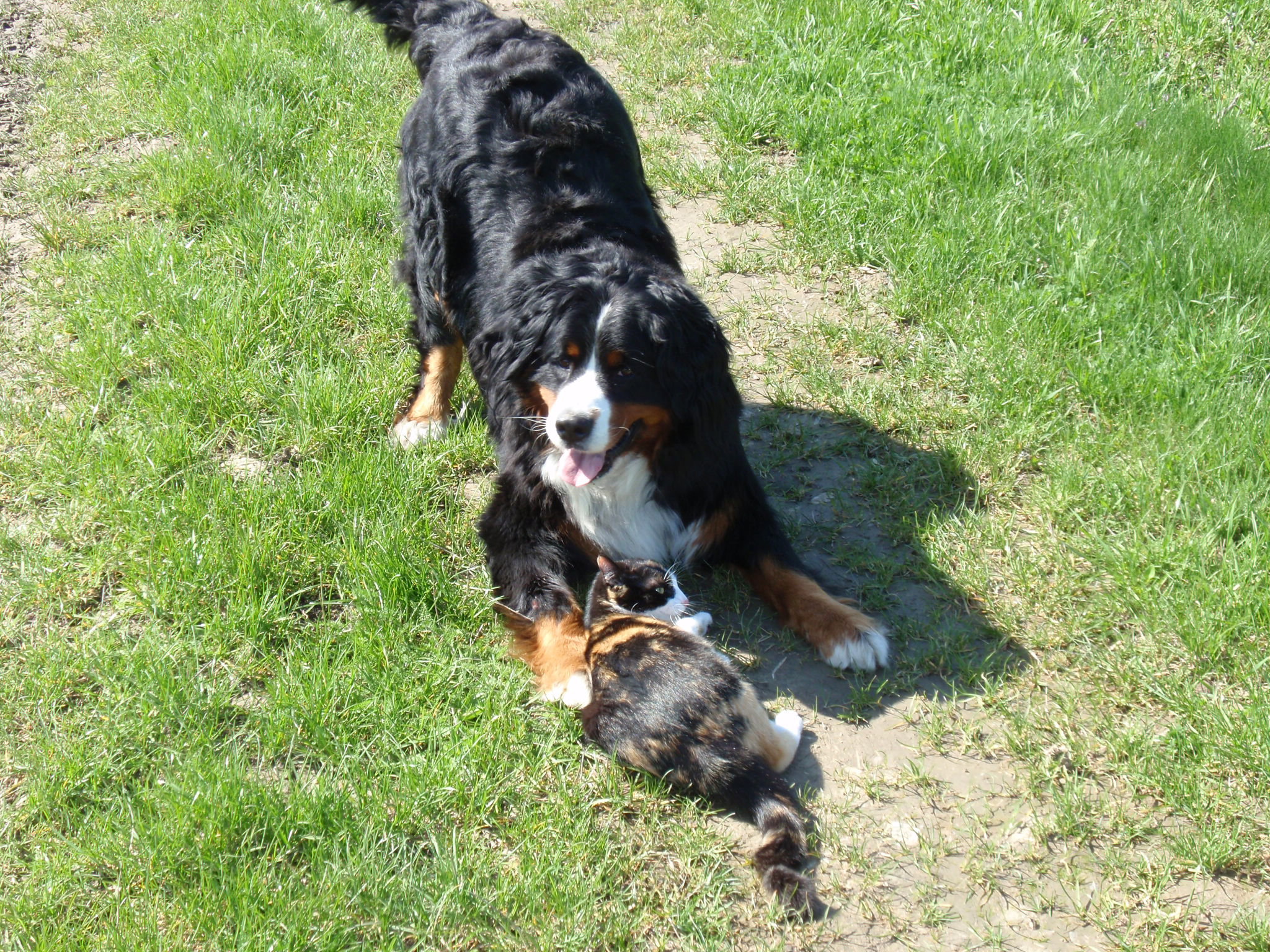 Jak pies z kotem! 
Nasze dwa łaciate zwierzaki 