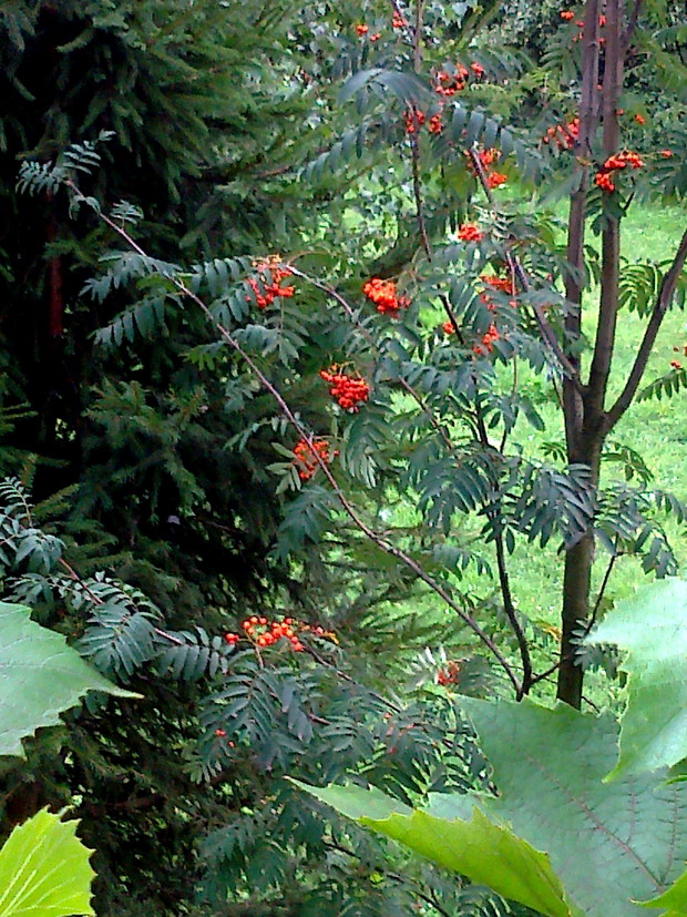 Jarzębina dla zwierzątek