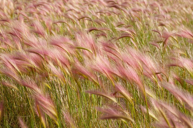 Jęczmień grzywiasty doskonale nadaje się także na kwiat cięty