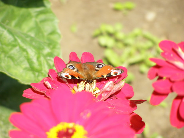 Jeden z licznych bywalców mojego ogrodu.