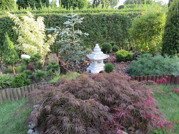 Jeden z wielu klonów palmowych