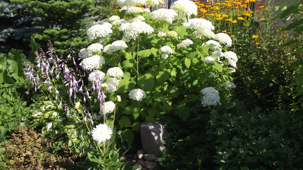 jedna z wielu hortensji