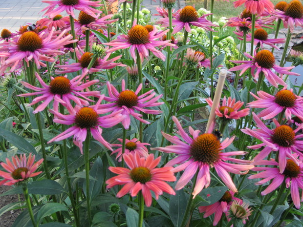 Jedna z wielu odmian jeżówek