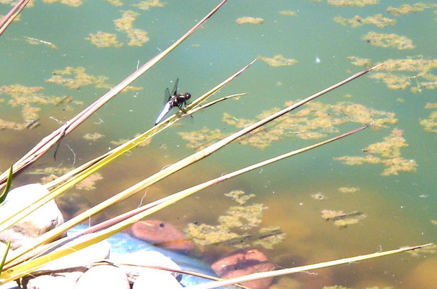 Jedna z wielu ważek, które chętnie przesiadują nad oczkami