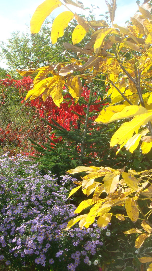 jesienią pod orzechem włoskim,na siatce winobluszcz a niżej marcinki, już się niemogę doczekać jak w tym roku będzie w tym zakątku
