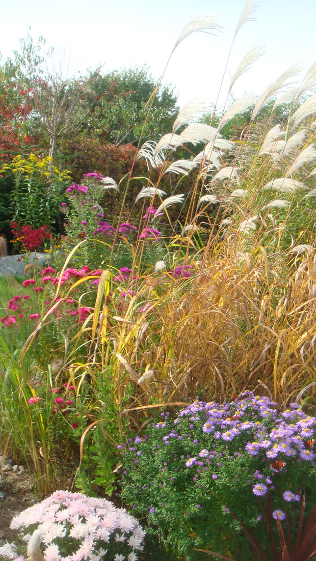 jesienna fotka i na niej moje ukochane miskanty cukrowe,choć jest lato to ja czekam już na takie widoczki