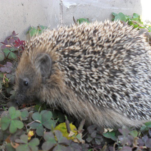 jeż w moim ogrodzie