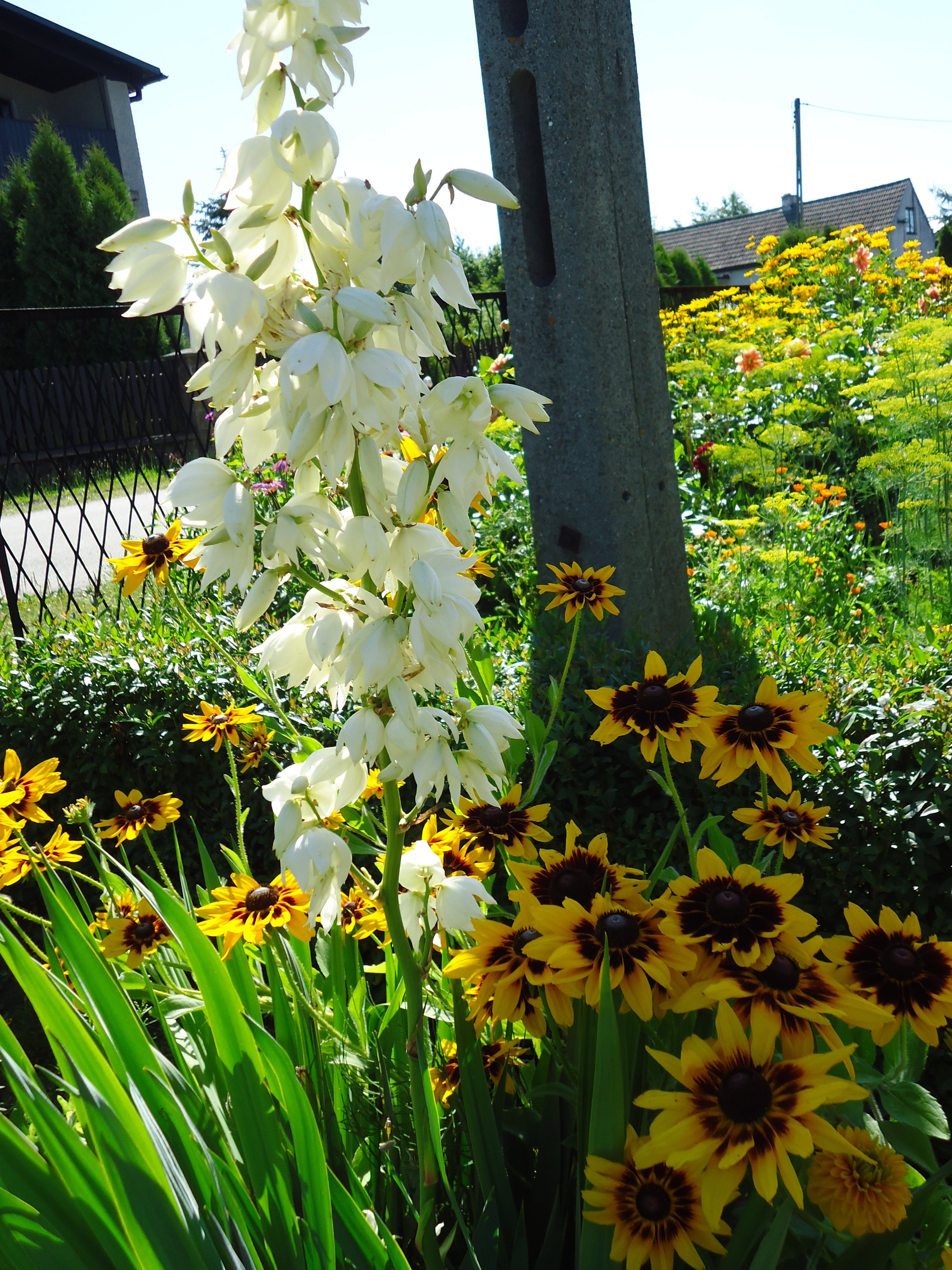 Juka Ogrodowa bardzo ciekawa roślina,ogrodu jest ozdobą:)