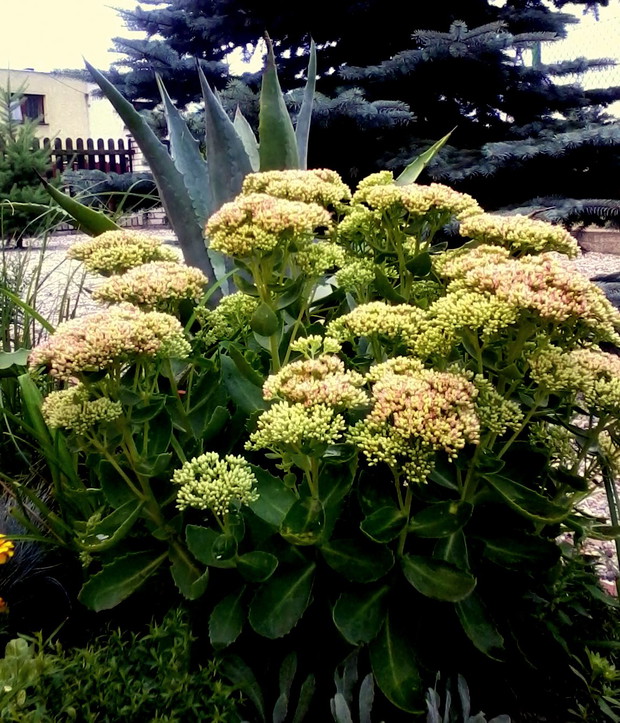 Już niebawem zakwitną rozchodniki...