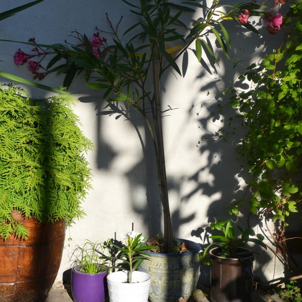 Kącik z oleandrami. 