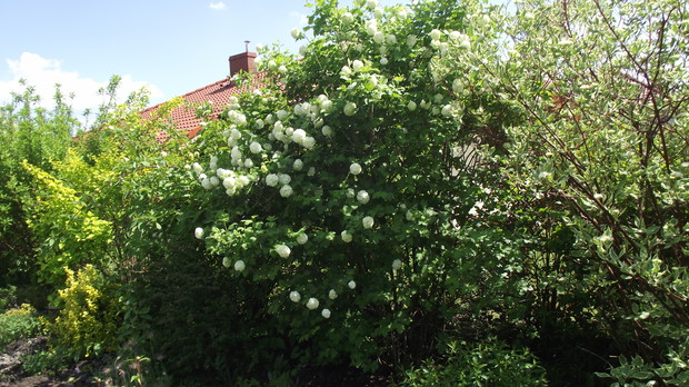 kalina w pełnej krasie