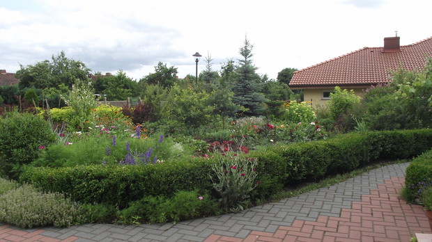 kiedyś zwykły trawnik przed domem,a  docelowo rabata z krzewami i bylinami o kolorowych,ozdobnych liściach.Tłem dla nich jest grupka byłych choinek bożonarodzeniowych