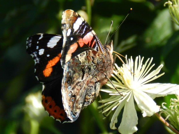 Kocham swój ogród,w nim się wyciszam i gdy tylko mam chwilke czasu ,oddaję sie swojej pasji-fotografi.Tematów do zdjęć nigdy nie brakuje.