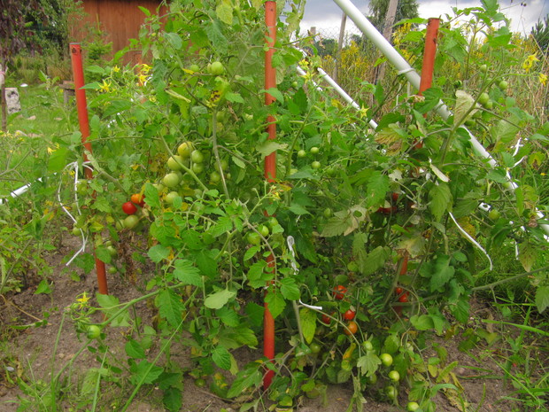 koktajlowe pomidorki