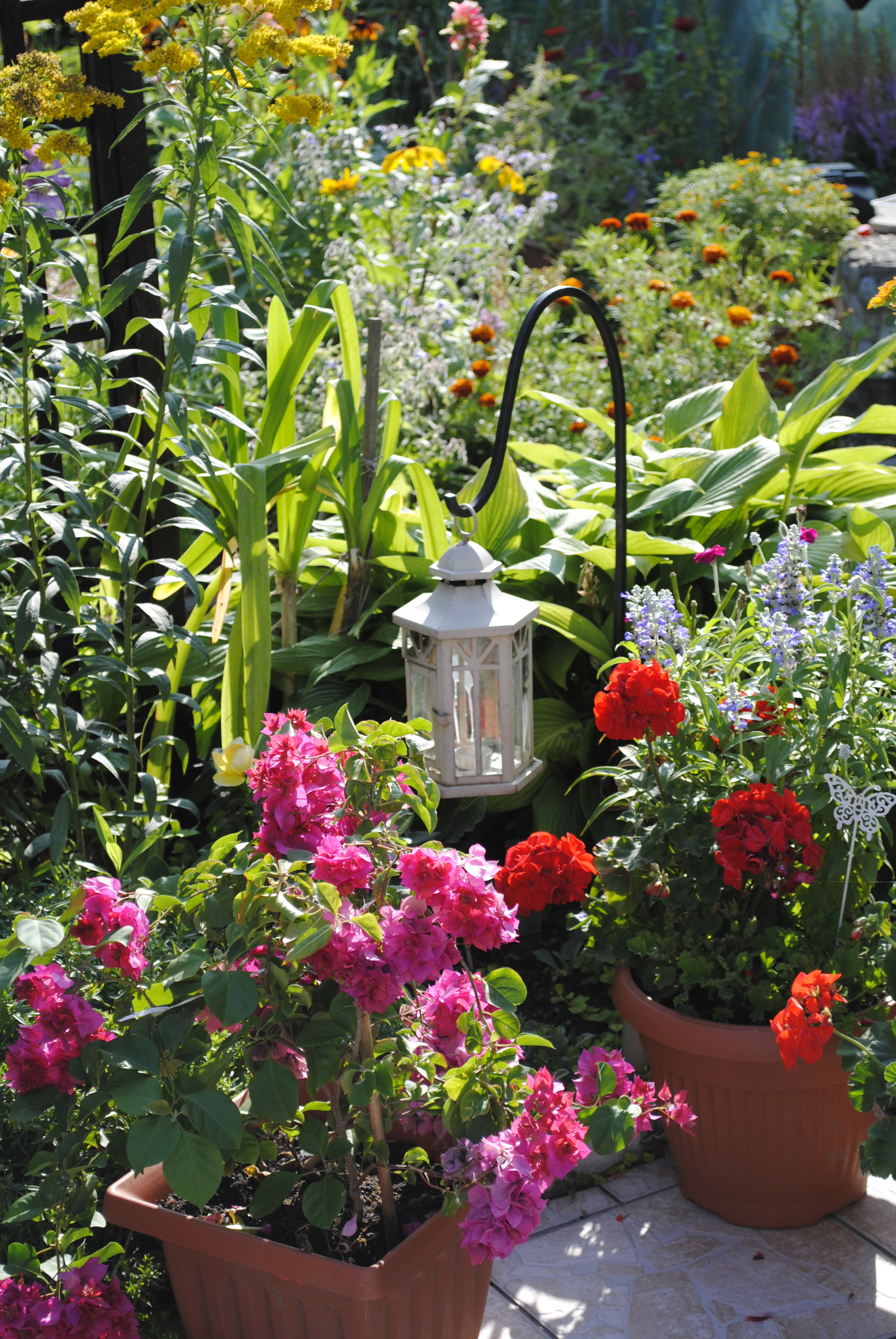 Kolorowe, jednoroczne 