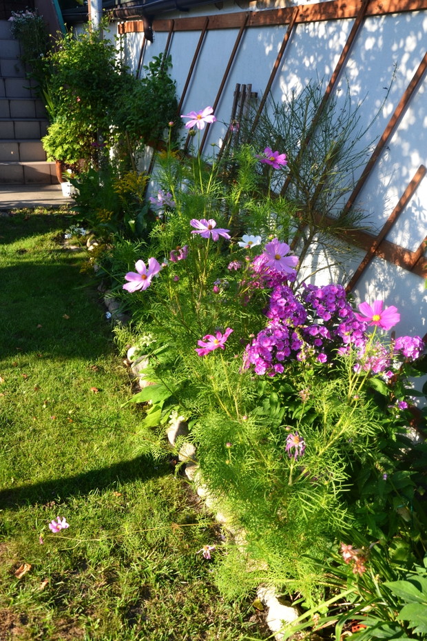 Kosmosy rozsiały się wzdłuż ścieżki. 