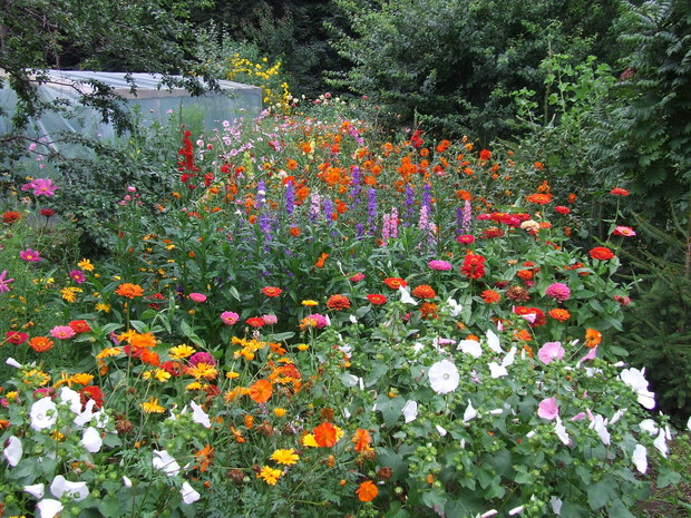 Kosmosy, ślazy, cynie, ostróżki, nagietki, mieczyki, dalie.... cieszą oko i motyle 