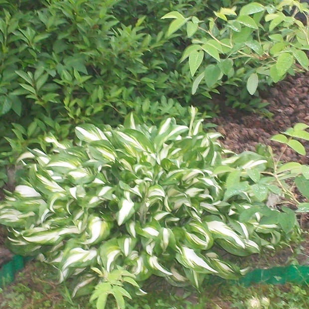 królowa cienia